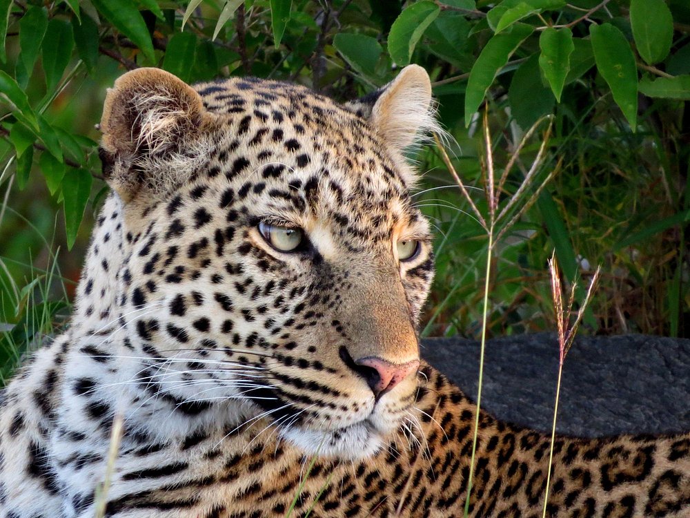 Leopard resting in green vegetation