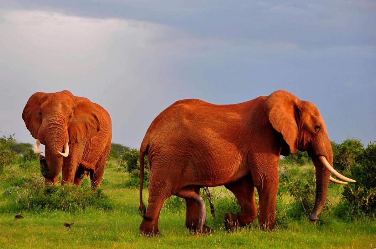 Red elephants of Tsavo covered in red dust