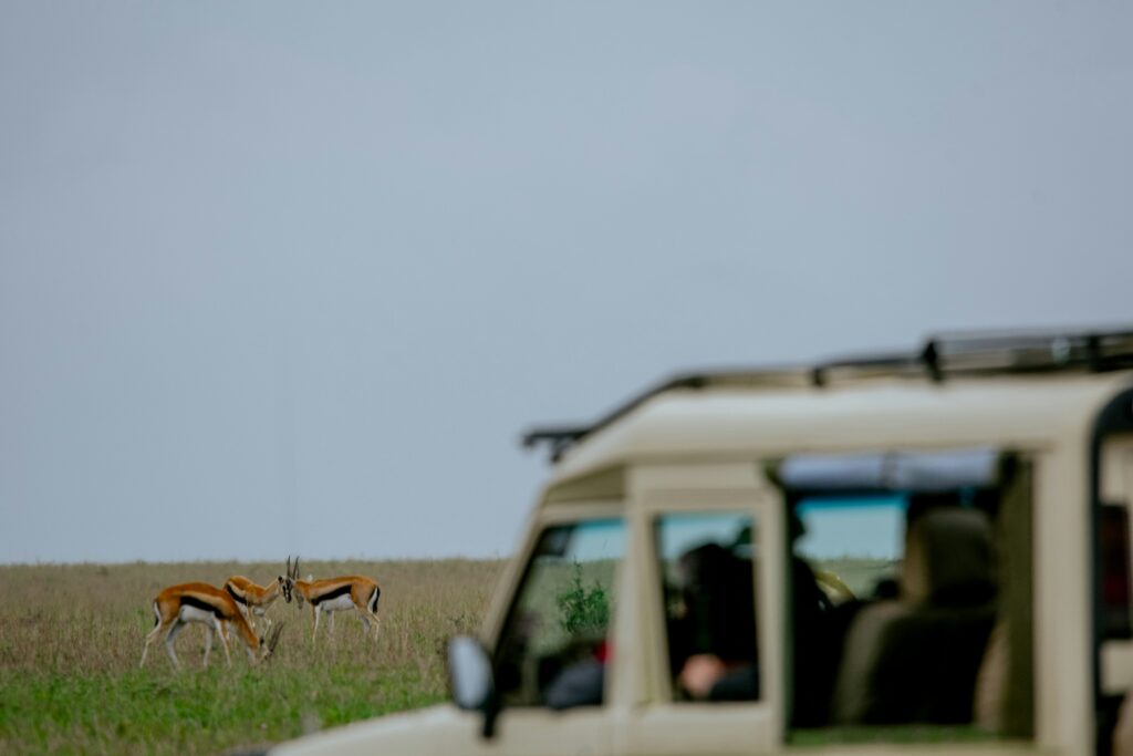 Safari vehicle beside grazing gazelles
