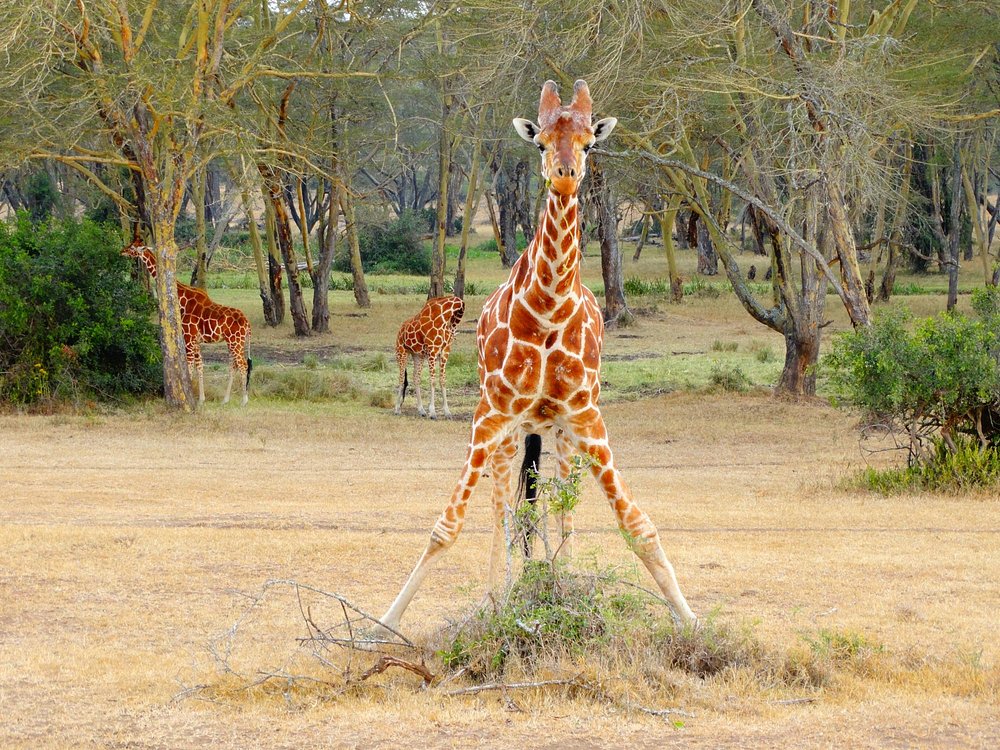 Reticulated giraffe standing among trees