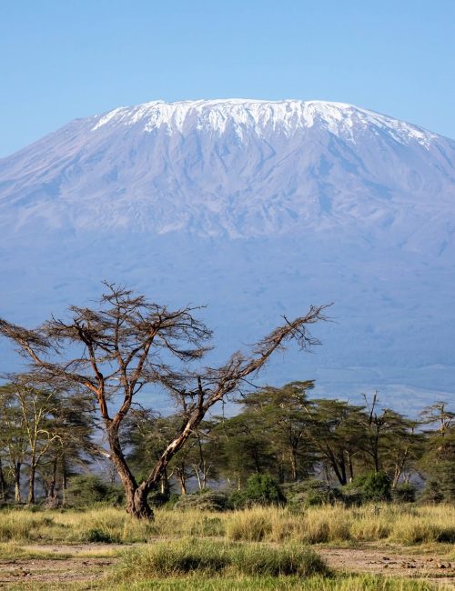 Mount Kilimanjaro rising above acacia trees