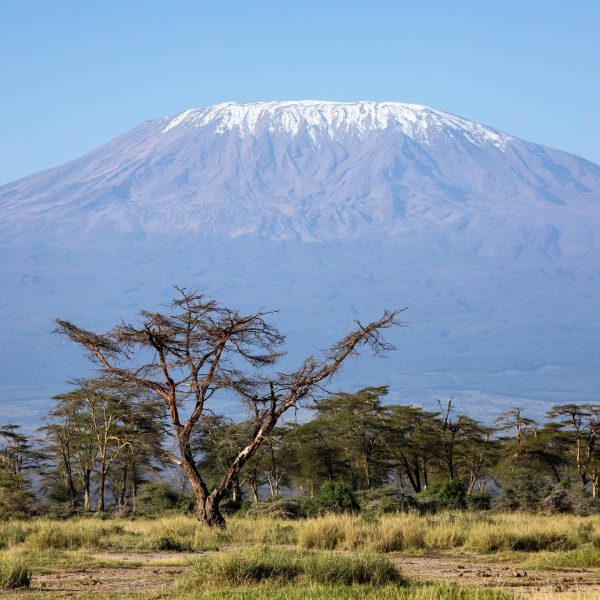 Mount Kilimanjaro rising above acacia trees