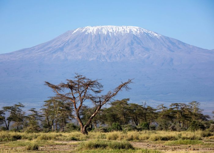 Mount Kilimanjaro rising above acacia trees
