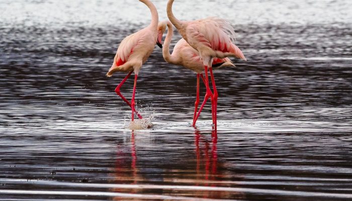 Two flamingos forming a heart shape on a soda lake