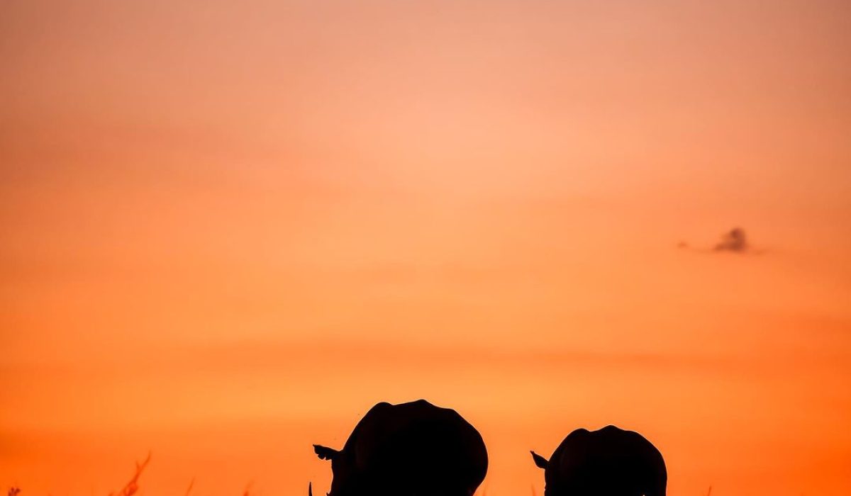 Elephants silhouetted against an orange sunset