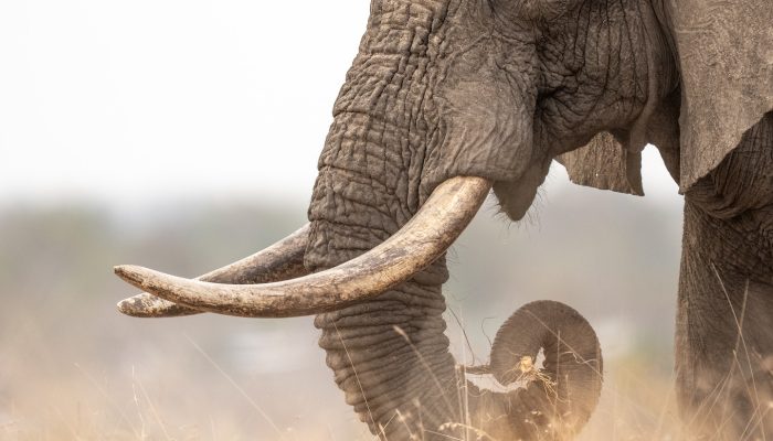 Elephant with curved tusks in swirling dust