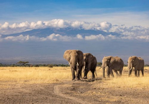 Elephant herd walking in single file below Mount Kilimanjaro