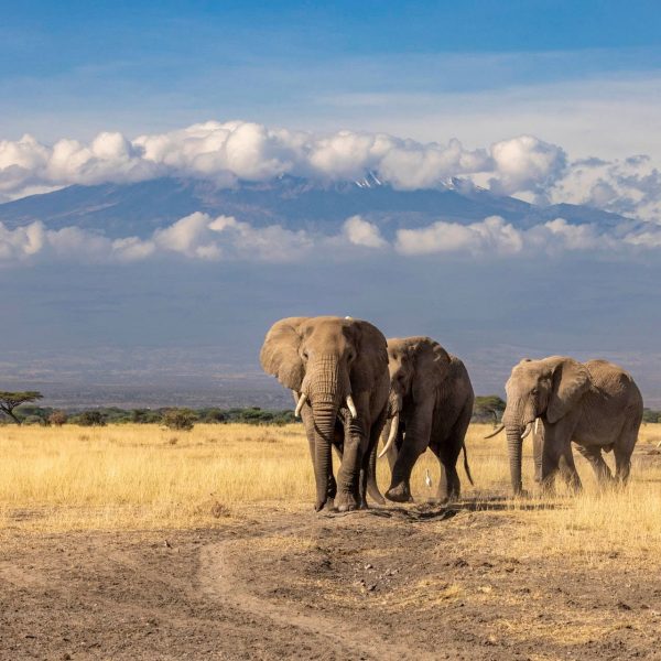 Elephant herd walking in single file below Mount Kilimanjaro