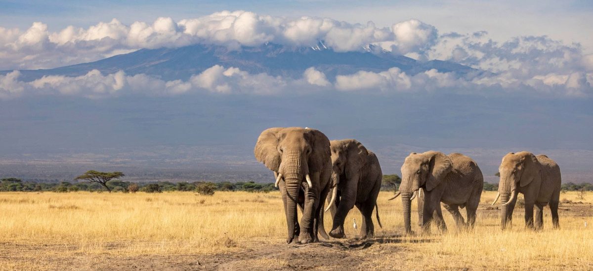 Elephant herd walking in single file below Mount Kilimanjaro