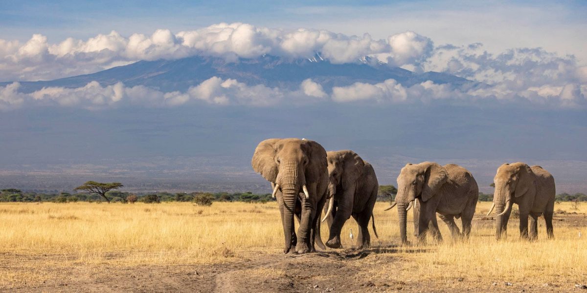 Elephant herd walking in single file below Mount Kilimanjaro
