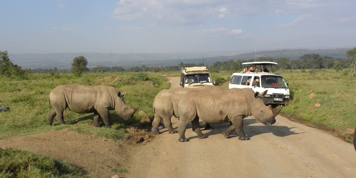 Rhinos crossing a track in front of safari vehicles