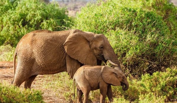 African elephant Kenya safari tour packages by Aether safari collection 1 scaled African elephant Kenya safari tour packages by Aether safari collection 1 scaled