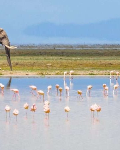 Amboseli National Park Kenya 55 scaled