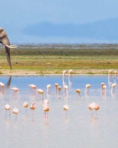 Amboseli National Park Kenya 55 scaled