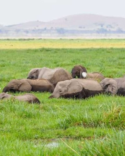 Amboseli National Park Kenya 84 scaled