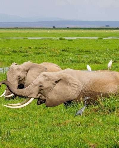 Amboseli National Park Kenya 92 scaled