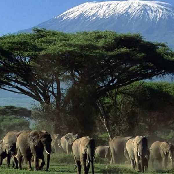Amboseli National Park Kenya Elephants and Mount Kilimanjaro scaled