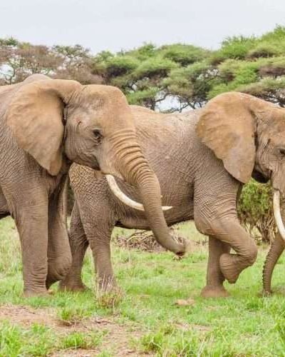 Amboseli National Park Kenya safaris 106 scaled