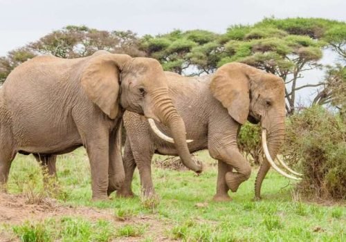 Amboseli National Park Kenya safaris 106 scaled