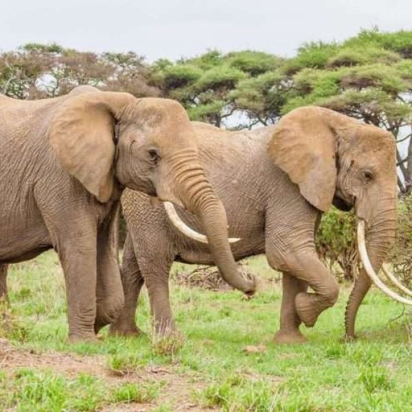 Amboseli National Park Kenya safaris 106 scaled