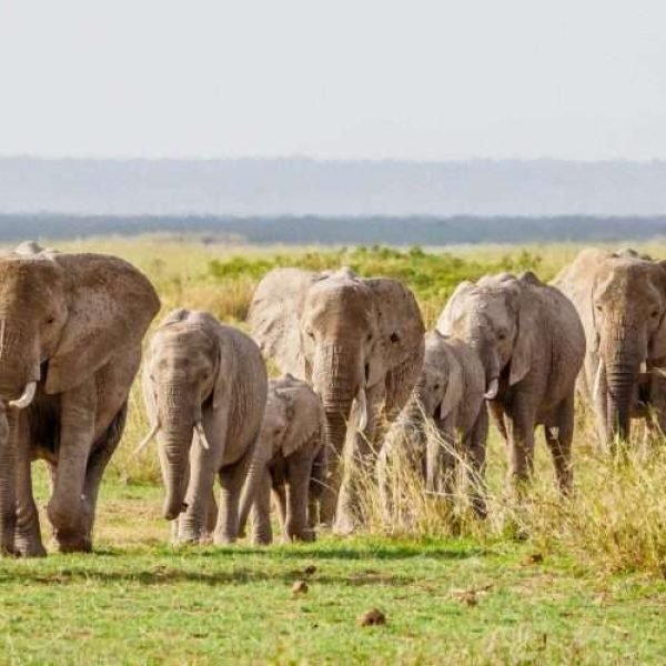 Amboseli National Park Kenya safaris 22 scaled