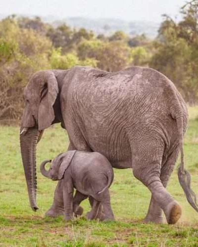 Amboseli National Park Kenya safaris 30