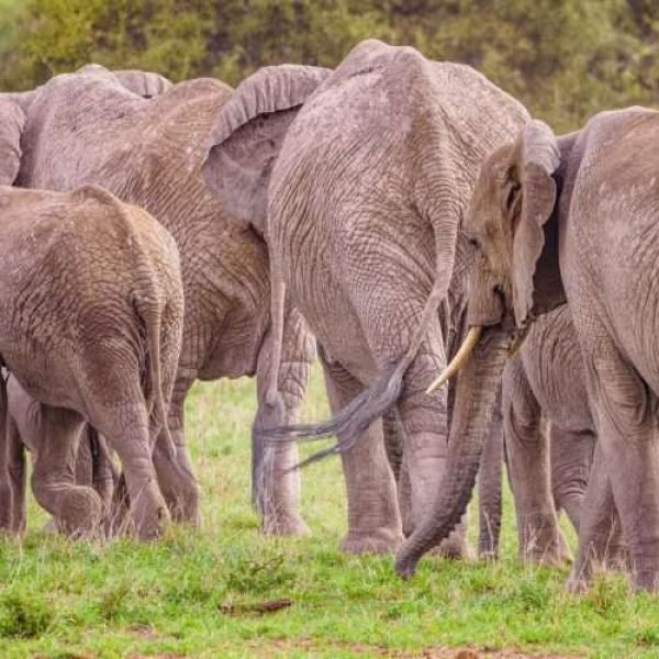 Amboseli National Park Kenya safaris 32 scaled