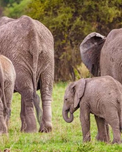 Amboseli National Park Kenya safaris 33 scaled