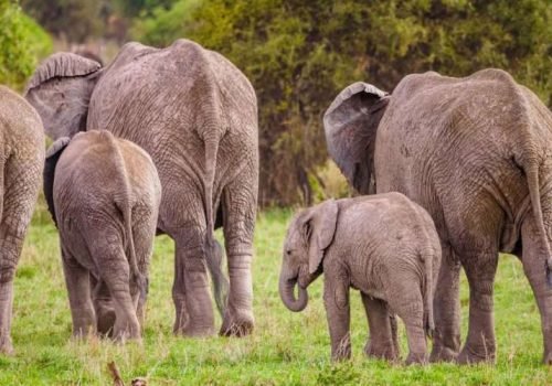 Amboseli National Park Kenya safaris 33 scaled