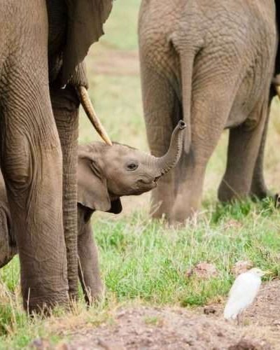 Amboseli National Park Kenya safaris 4 scaled