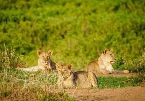 Amboseli National Park Kenya safaris