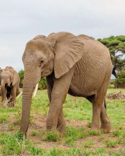 Amboseli National Park Kenya safaris 95 scaled