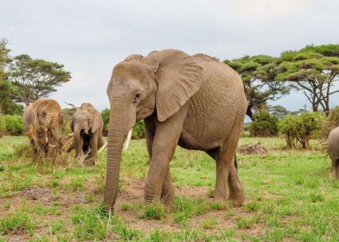 Amboseli National Park Kenya safaris 95 scaled Amboseli National Park Kenya safaris 95 scaled
