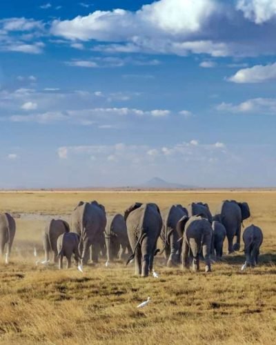 Amboseli National Park elephants scaled