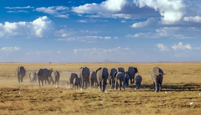 Amboseli National Park elephants scaled