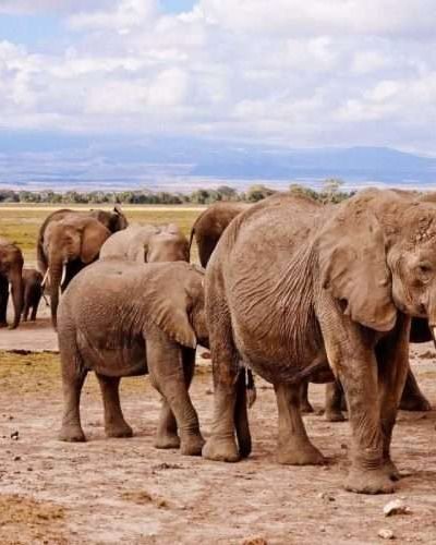Amboseli National Park elephants2 scaled