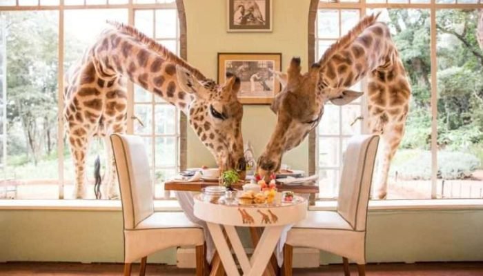 Best honeymoon safari hotels in Kenya Tanzania Zanzibar Giraffe Manor Nairobi Aether safari collection scaled Best honeymoon safari hotels in Kenya Tanzania Zanzibar Giraffe Manor Nairobi Aether safari collection scaled