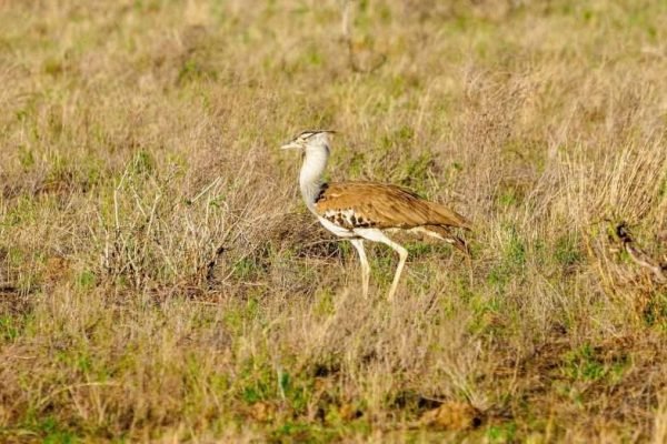 Bird watching safari tours in Kenya Tanzania with Aether safari collection 1 scaled