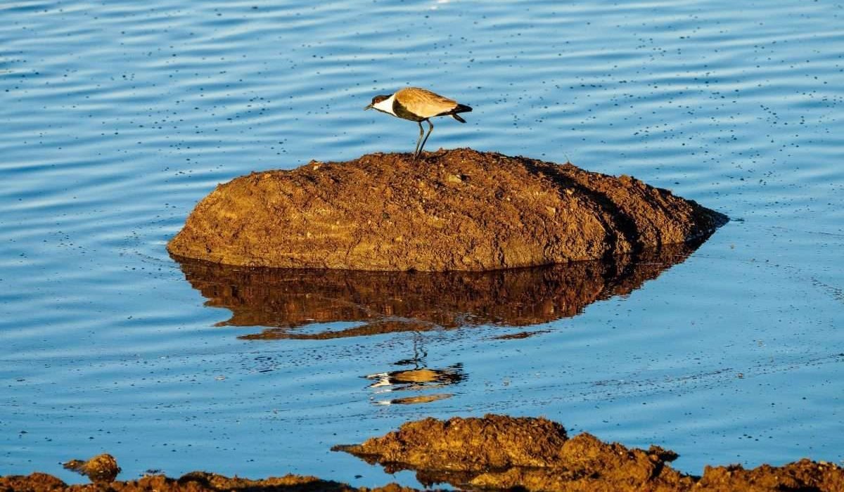 Bird watching safari tours in Kenya Tanzania with Aether safari collection 2 scaled