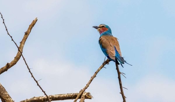 Bird watching safari tours in Kenya Tanzania with Aether safari collection 3 scaled Bird watching safari tours in Kenya Tanzania with Aether safari collection 3 scaled