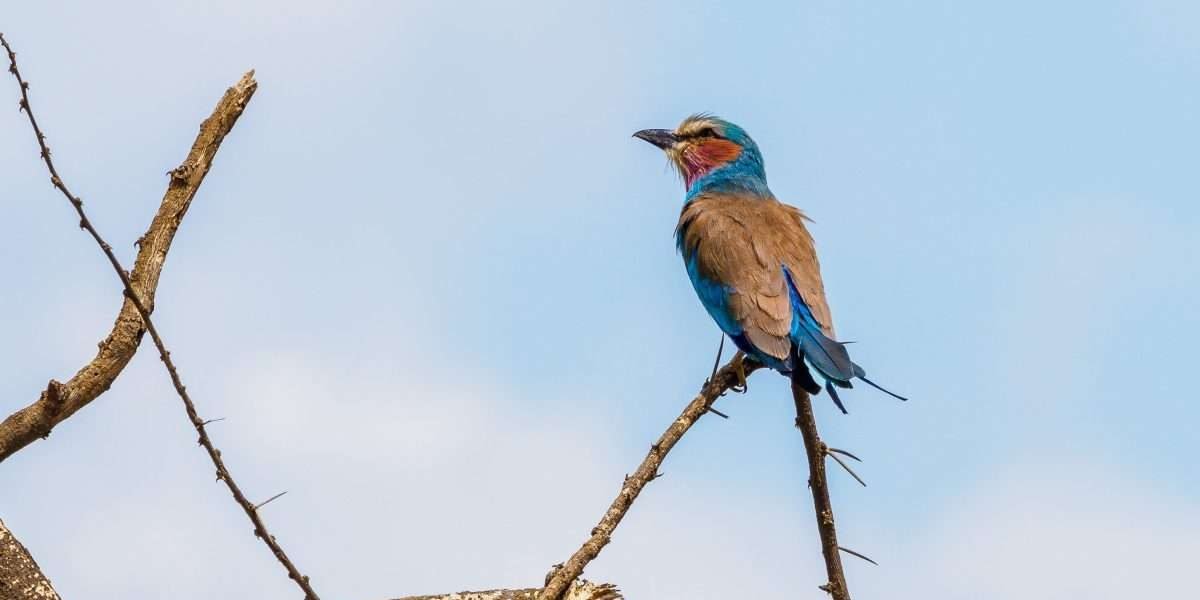 Bird watching safari tours in Kenya Tanzania with Aether safari collection 3 scaled