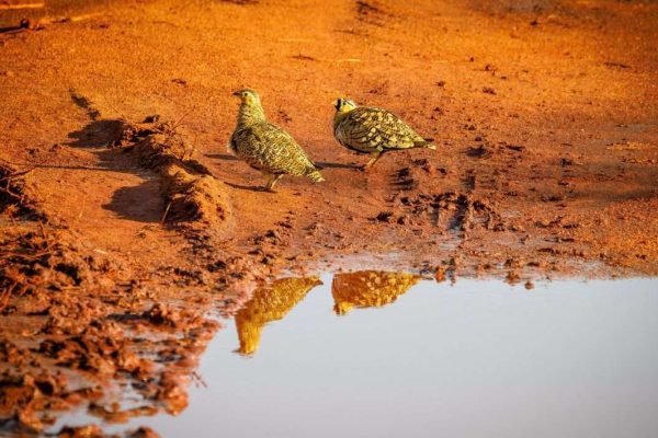 Bird watching safari tours in Kenya Tanzania with Aether safari collection 4 scaled