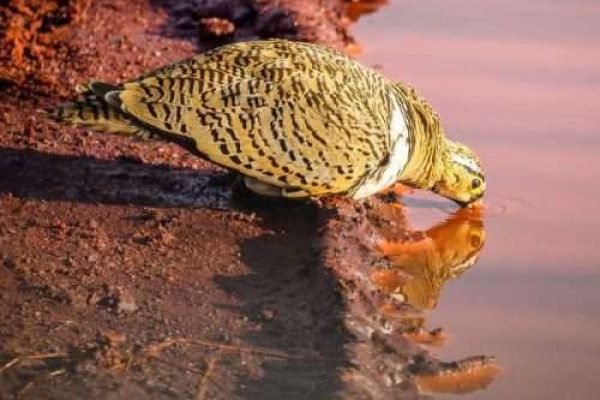 Bird watching safari tours in Kenya Tanzania with Aether safari collection 5