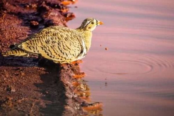 Bird watching safari tours in Kenya Tanzania with Aether safari collection 6