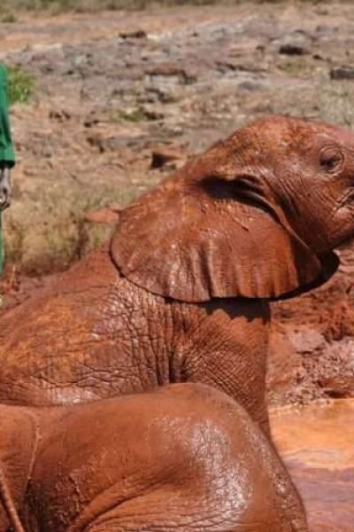 David Sheldrick Elephant Orphanage Nairobi Kenya 1