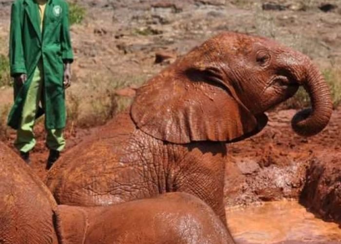 David Sheldrick Elephant Orphanage Nairobi Kenya 1 David Sheldrick Elephant Orphanage Nairobi Kenya 1