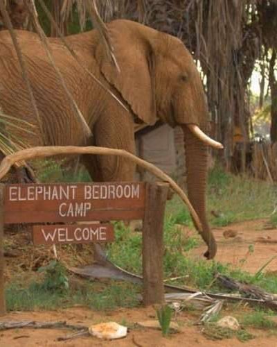 Elephant Bedroom Camp Samburu 2