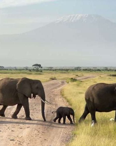 Elephants and views of Mount Kilimanjaro at Amboseli national Park Kenya1