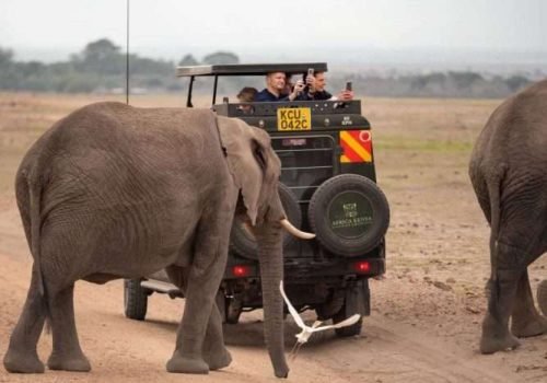 Elephants at Amboseli National Park Kenya Aether safari collection. Photo credits @renahartenberger on Instagram scaled