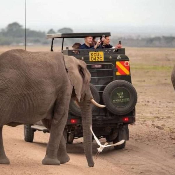 Elephants at Amboseli National Park Kenya Aether safari collection. Photo credits @renahartenberger on Instagram scaled